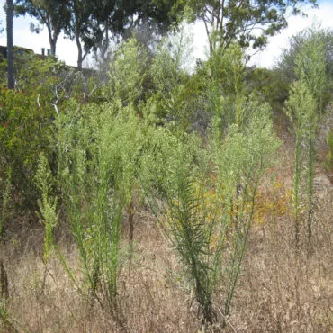 tall weedy plants in a field