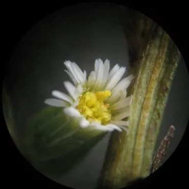 close-up of a tiny daisy-like flower