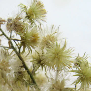 flower cluster with fluffy seed heads