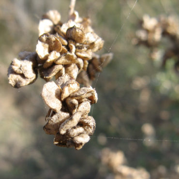 cluster of mature seeds