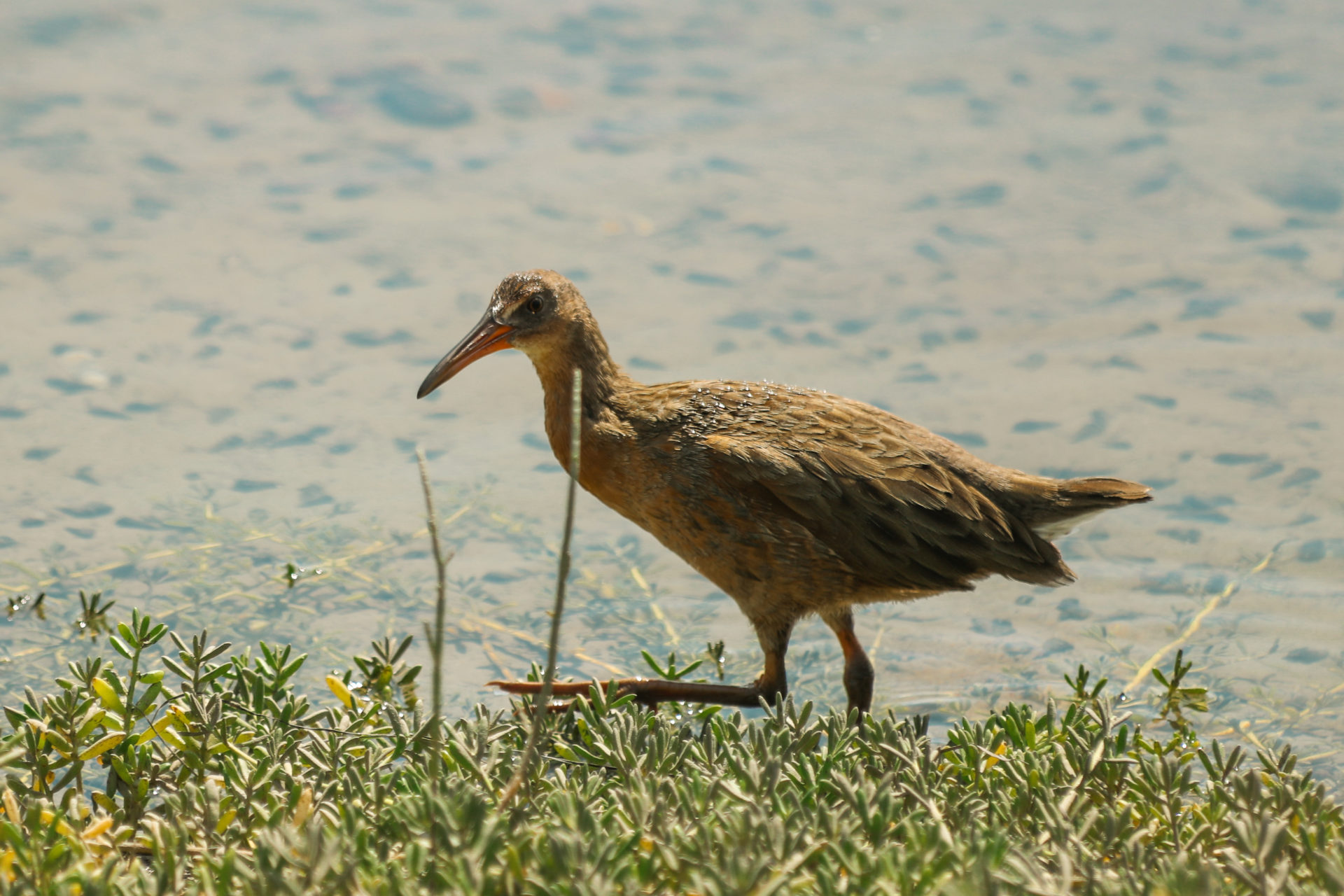Bird, Ridgway s Rail at San Elijo Lagoon