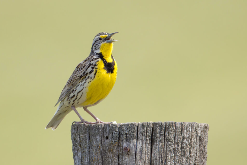 Western Meadowlark, a yellow colored bird standing on a fencepost