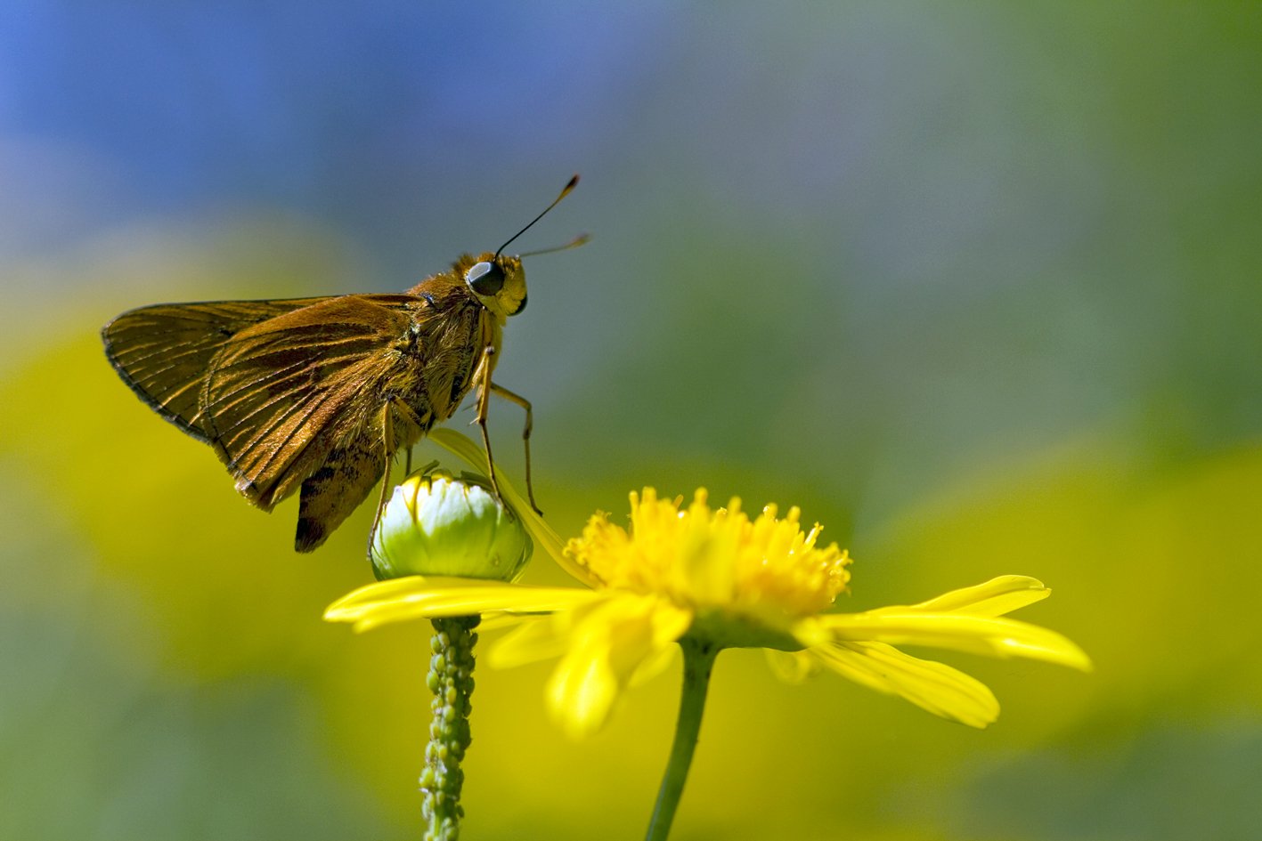 Small and light brown wandering skipper