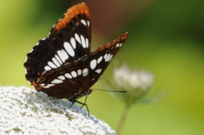 Lorquin’s Admiral butterfly with dark brown, amber, and white coloring.