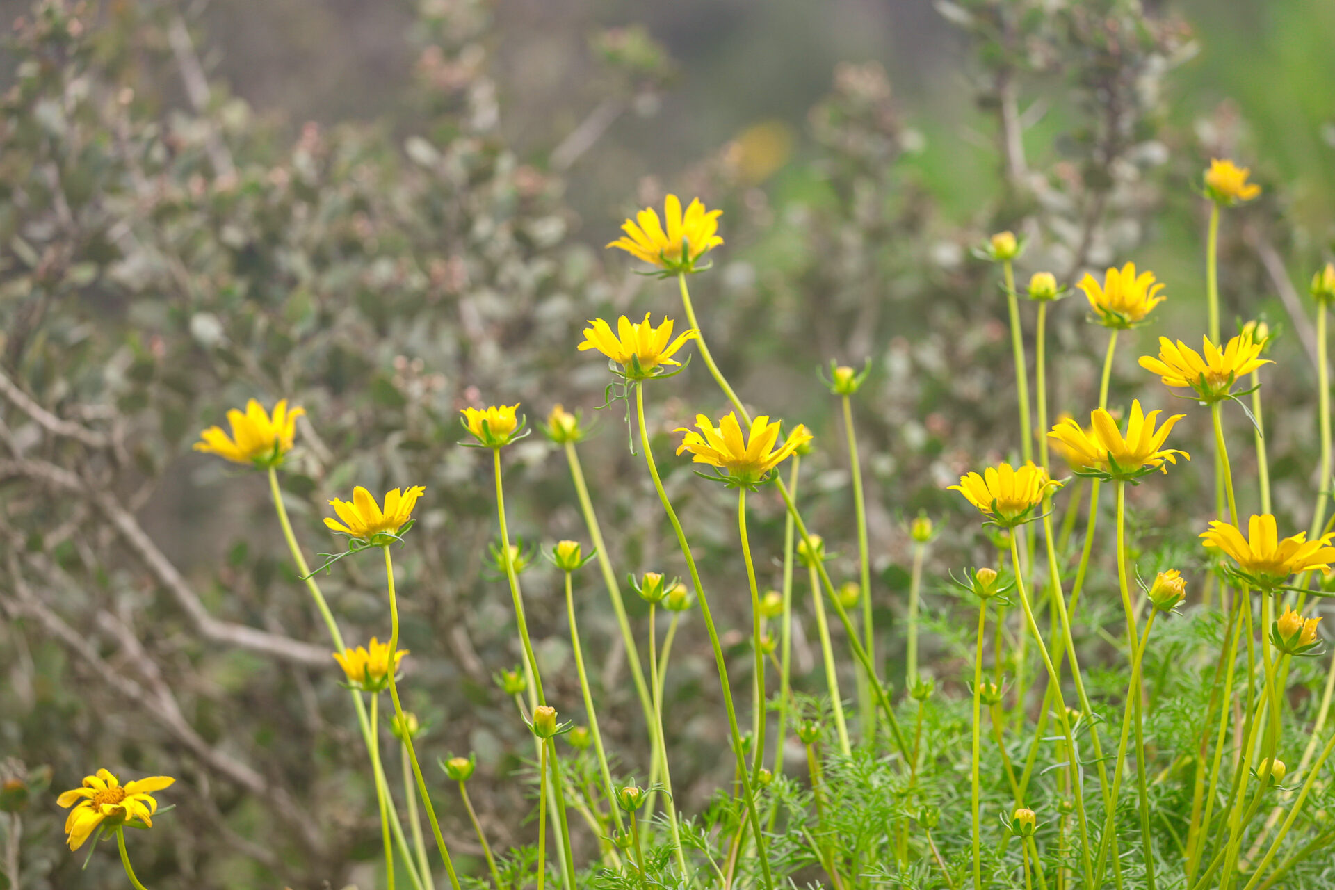 Hillside of sunny yellow daisy-like flowers