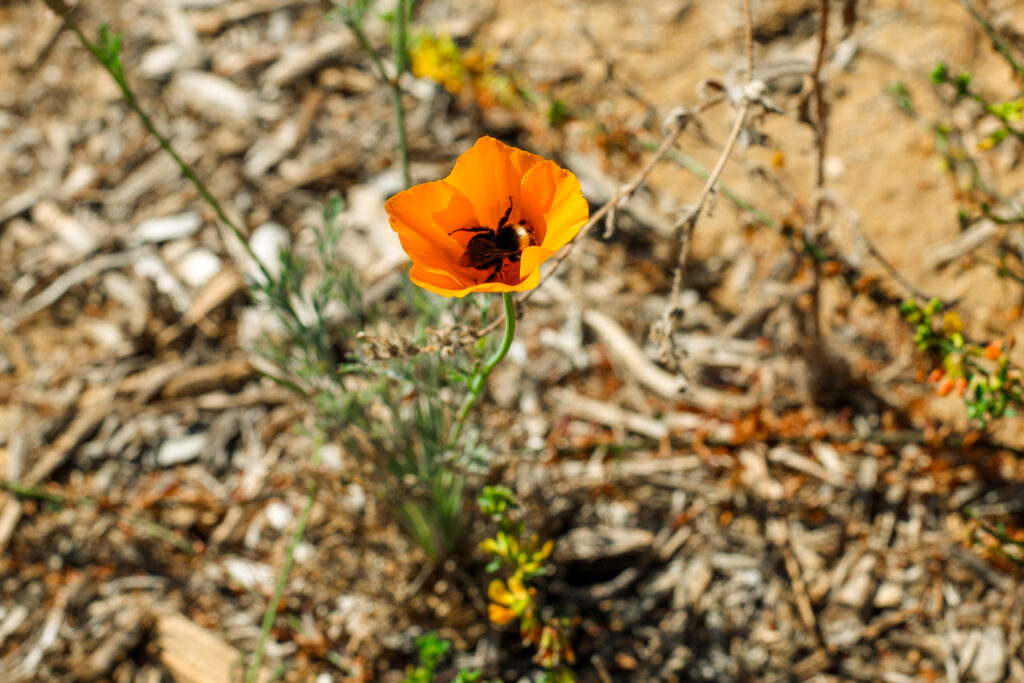 Bee in California Poppy