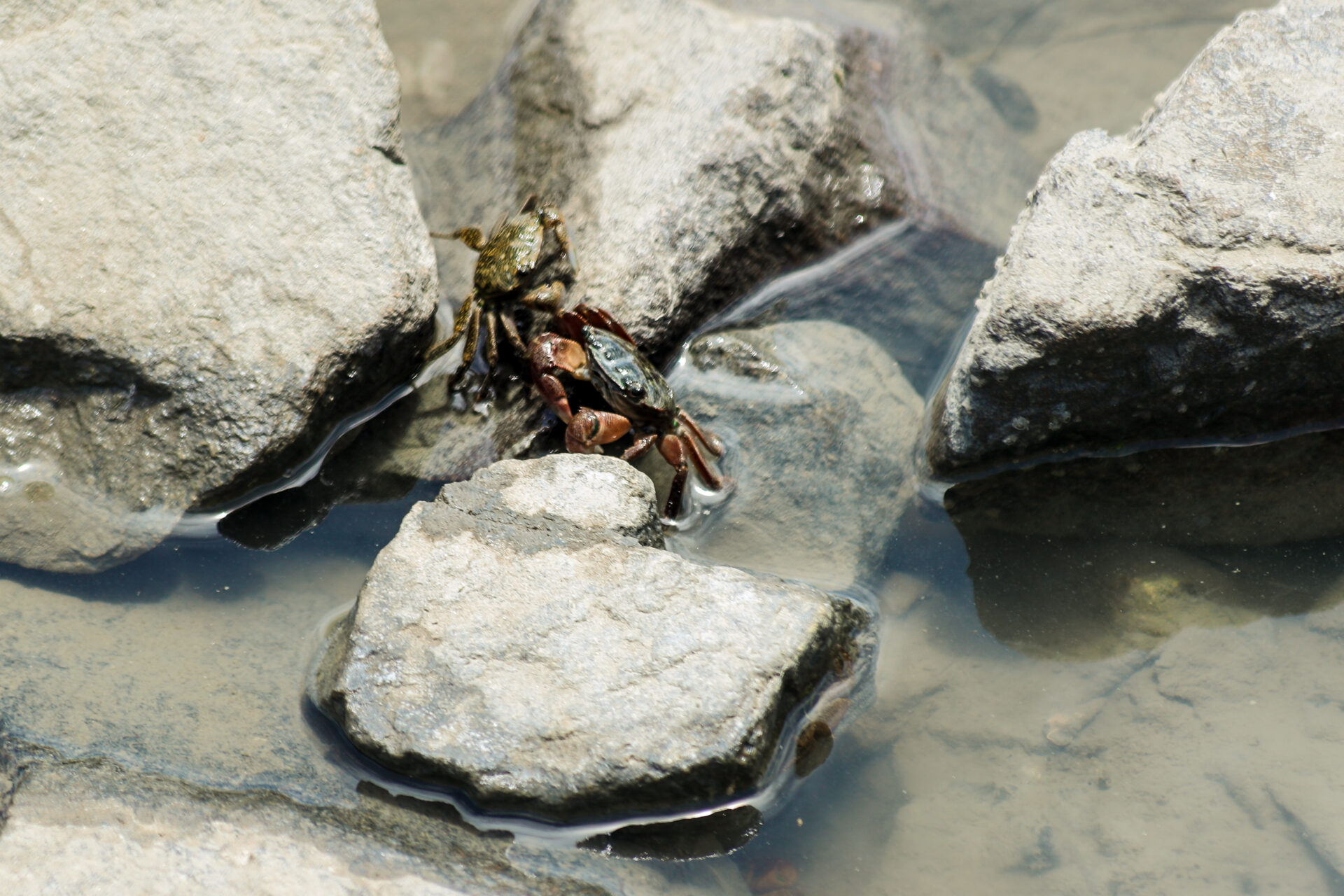 crabs crawling on rocks