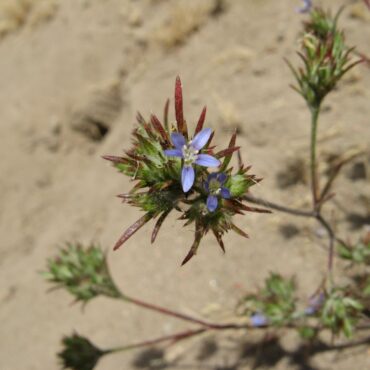 flower head with two small flowers