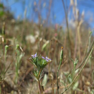 blue flowers in field