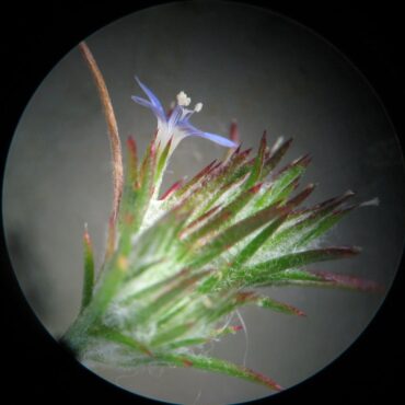 close up of flower head with one flue flower