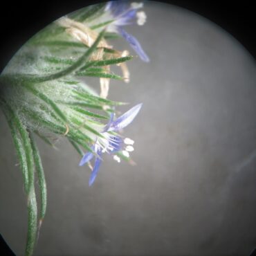 close up of a blue flower