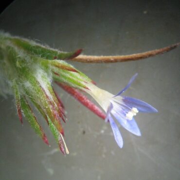 close u[ of flower head with one pale blue flower