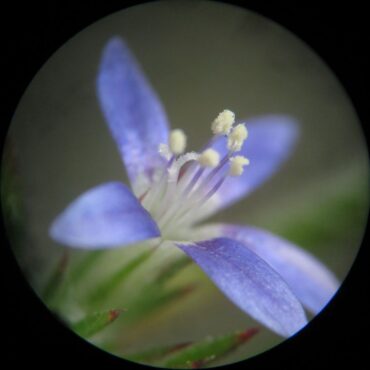 close up of a blue flower