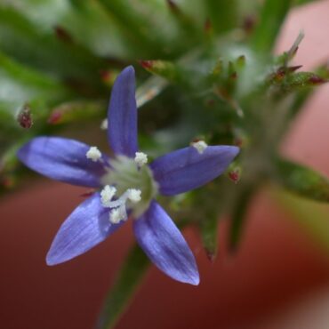 close up of a blue flower