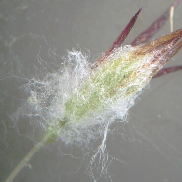 close up long, woolly, white hairs on flowe head