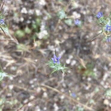 scattered flower heads with small, blue flowers