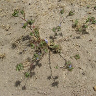 sprawling plant with small, blue flowers