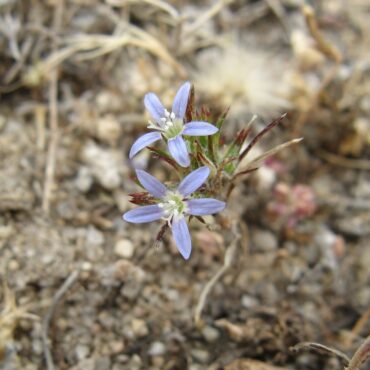 two small, blue flowers