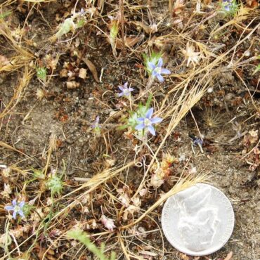 small. blue flowers and a nickle for scale