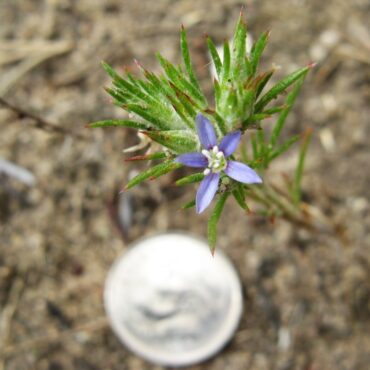 small, blue flower compared with a dime