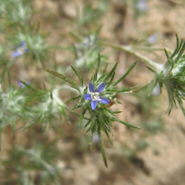 flower head with one blue flower