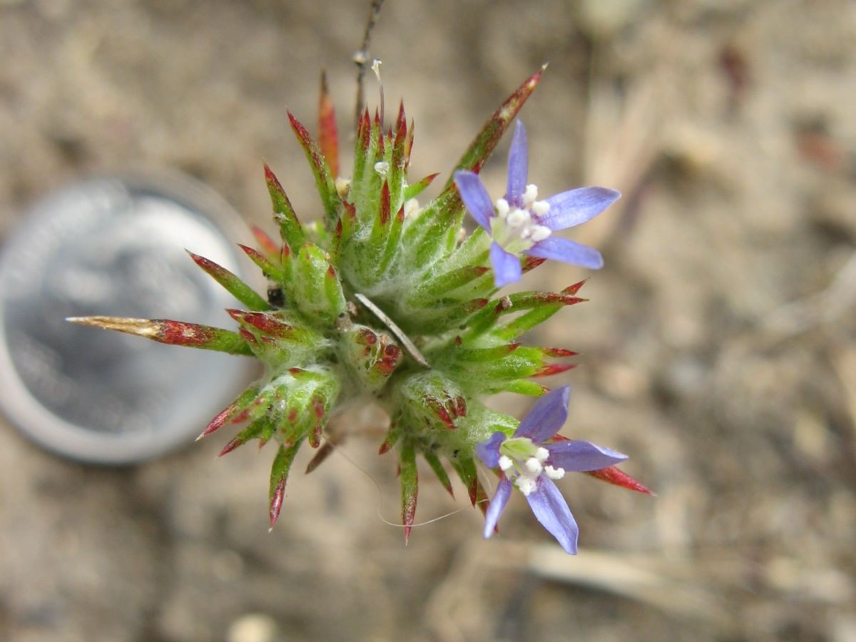 Two small flowers