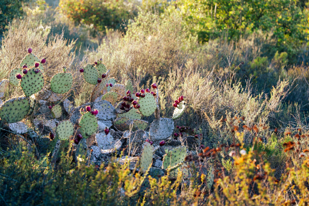 cactus