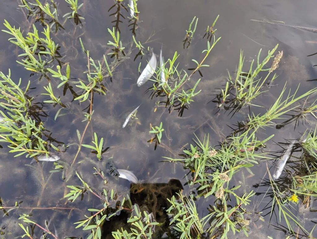 Dying fish in pickleweed.