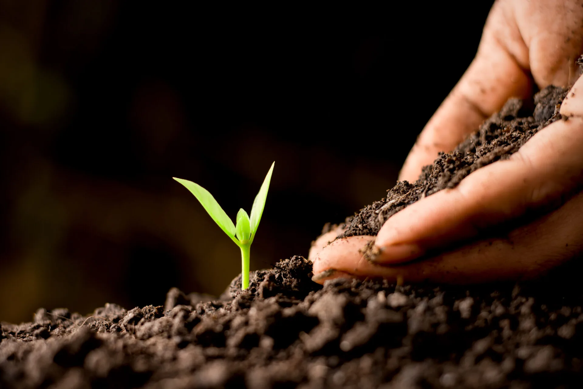 Hand is planting the seedlings into the soil.