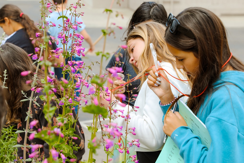 Fifth graders looking at native pollinators with magnifying glass
