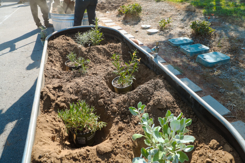 Plants ready to be planted in garden