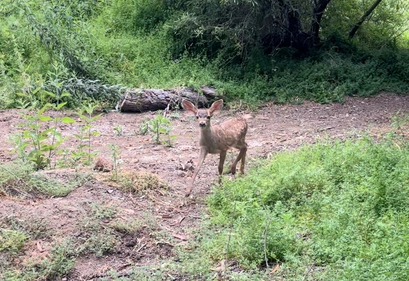 Southern Mule Deer along a trail