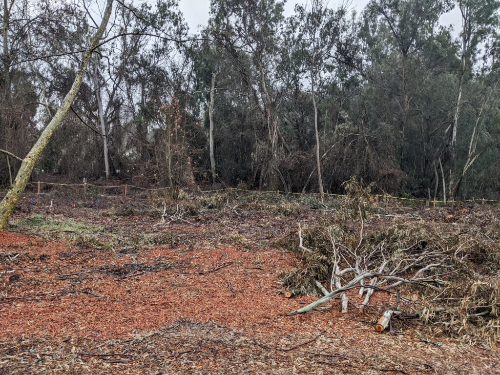 Photo of Restoration Site After Eucalyptus Tree Removal