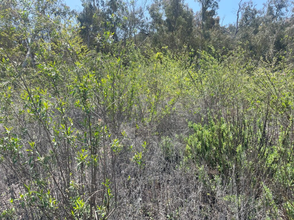 Photo of Restoration Site After Restoration