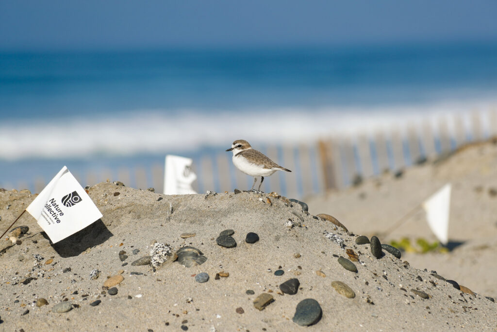 Wester Snowy Plover at Cardiff State Beach with Nature Collective Restoration Flag