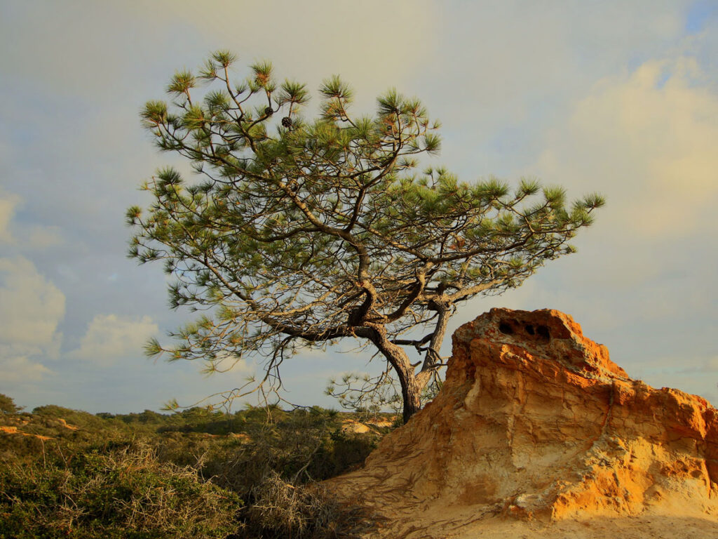 Torrey Pine amid sandstone at Torrey Pines State Beach