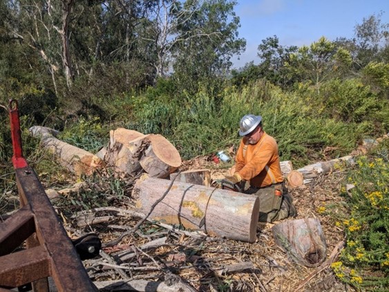 Worker cutting large eucalyptus tree into pieces