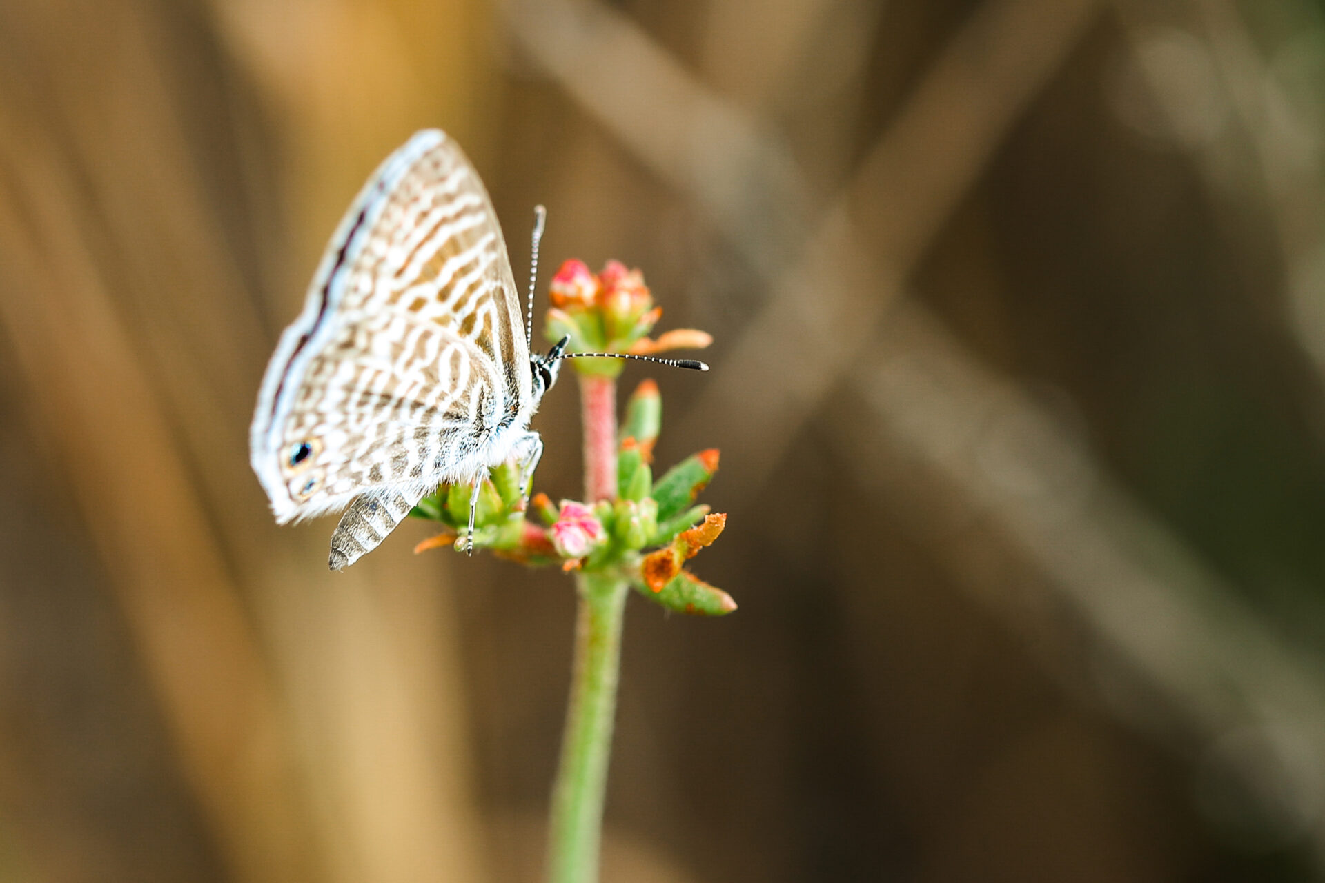 Closeup of white lace looking butterfly on plant