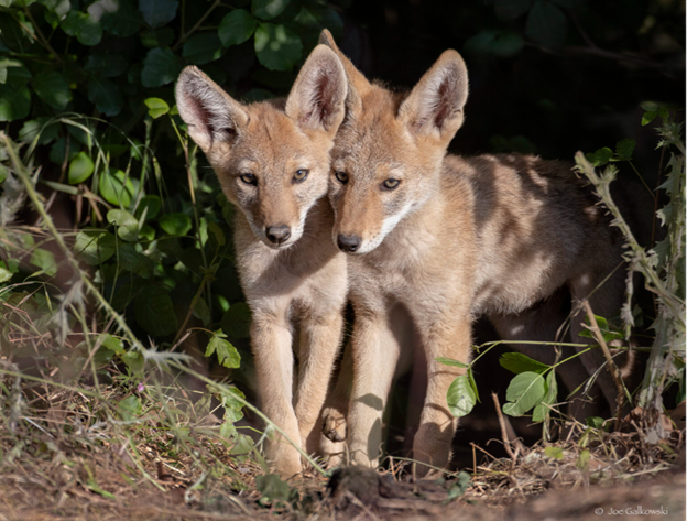 Two coyote pups