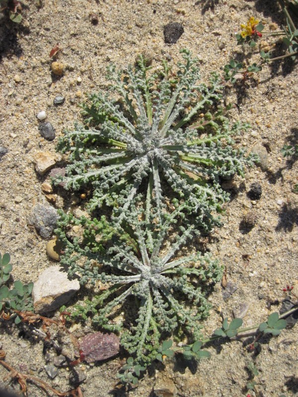 Green circular, spider like plants