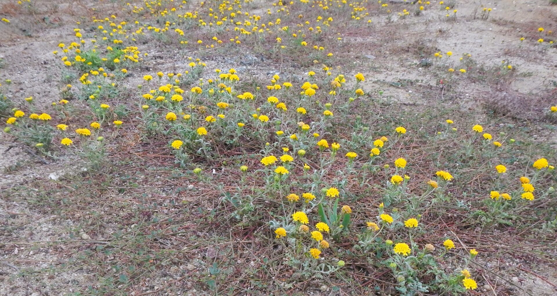 Dune habitat with bunches of bright yellow small flower