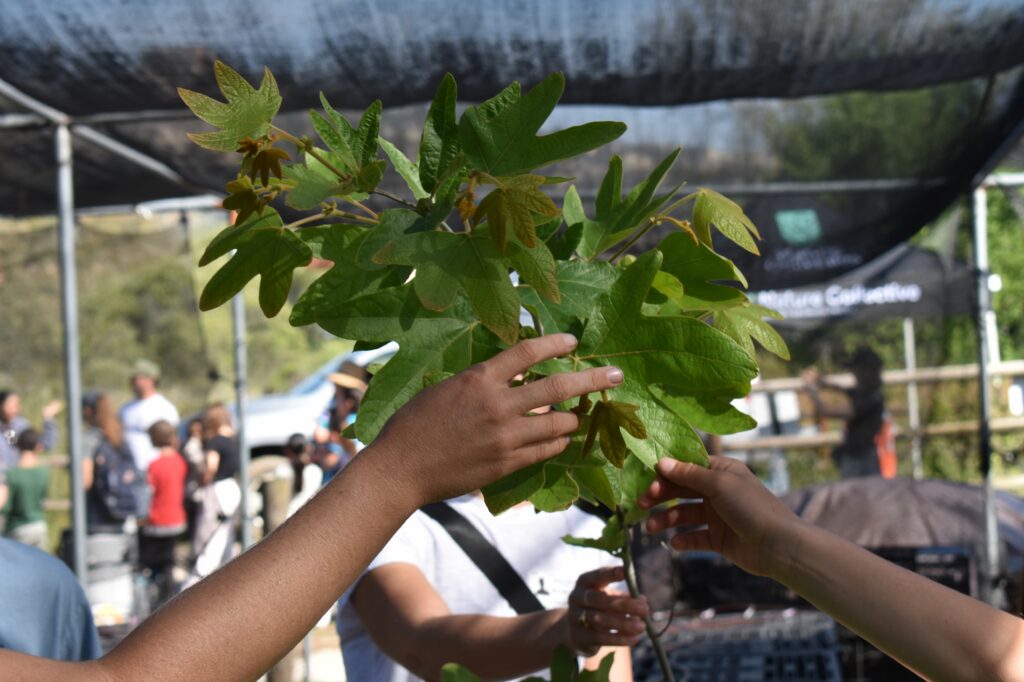 multiple hands touching California sycamore leaves at Native Plant Nursery