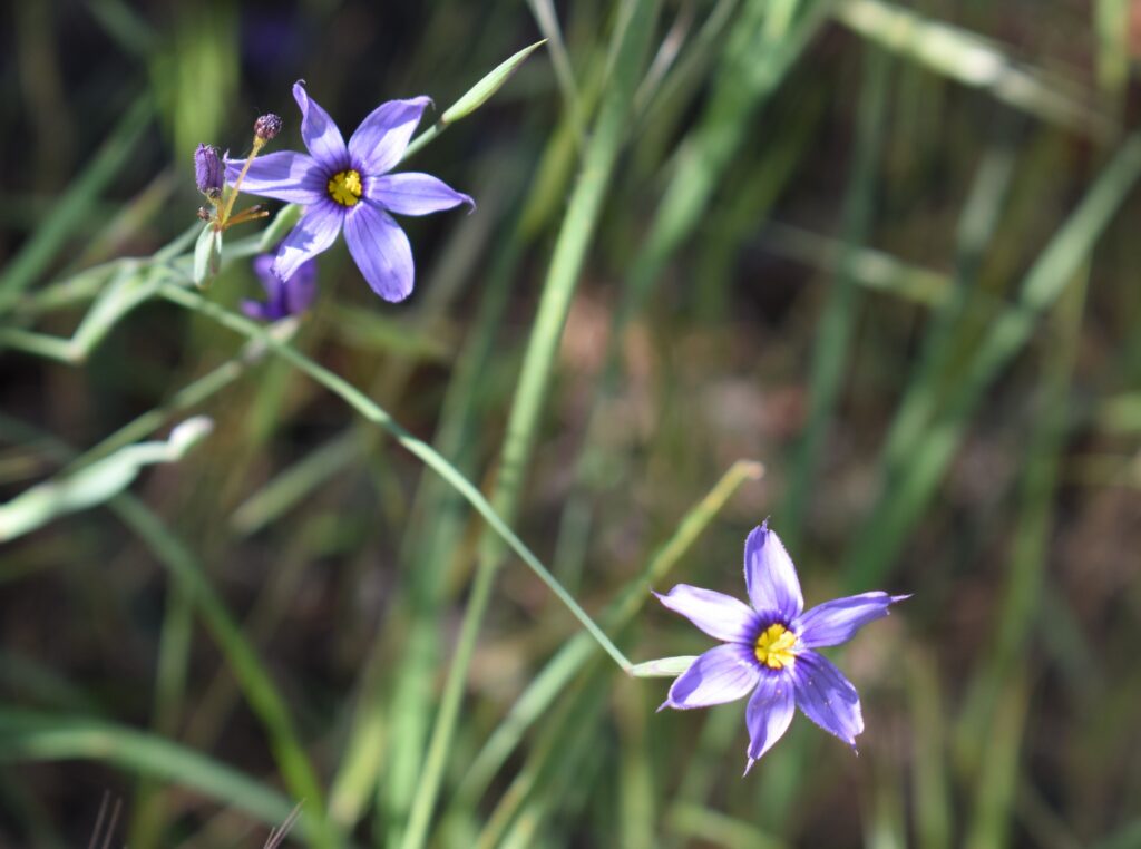 Small purple flower with yellow center