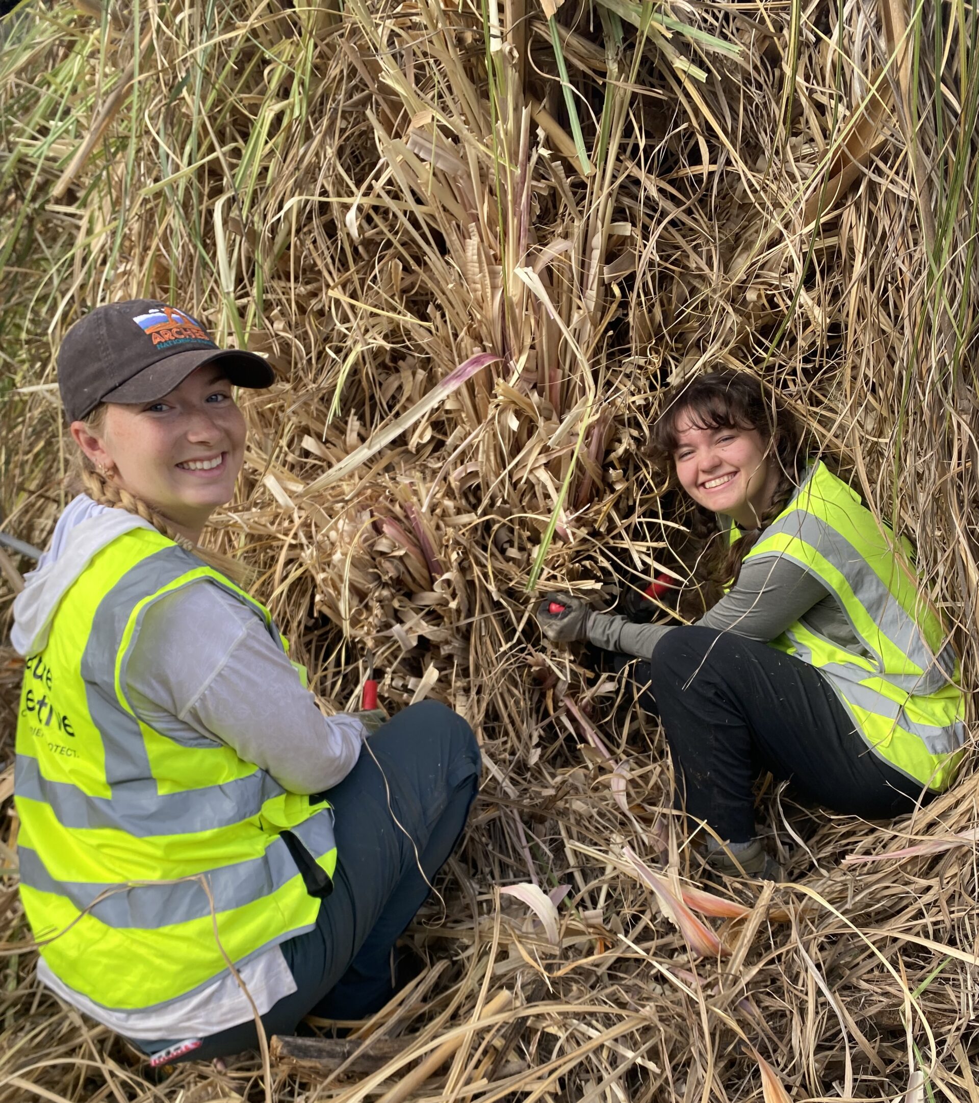 Two volunteers removing pampas grass
