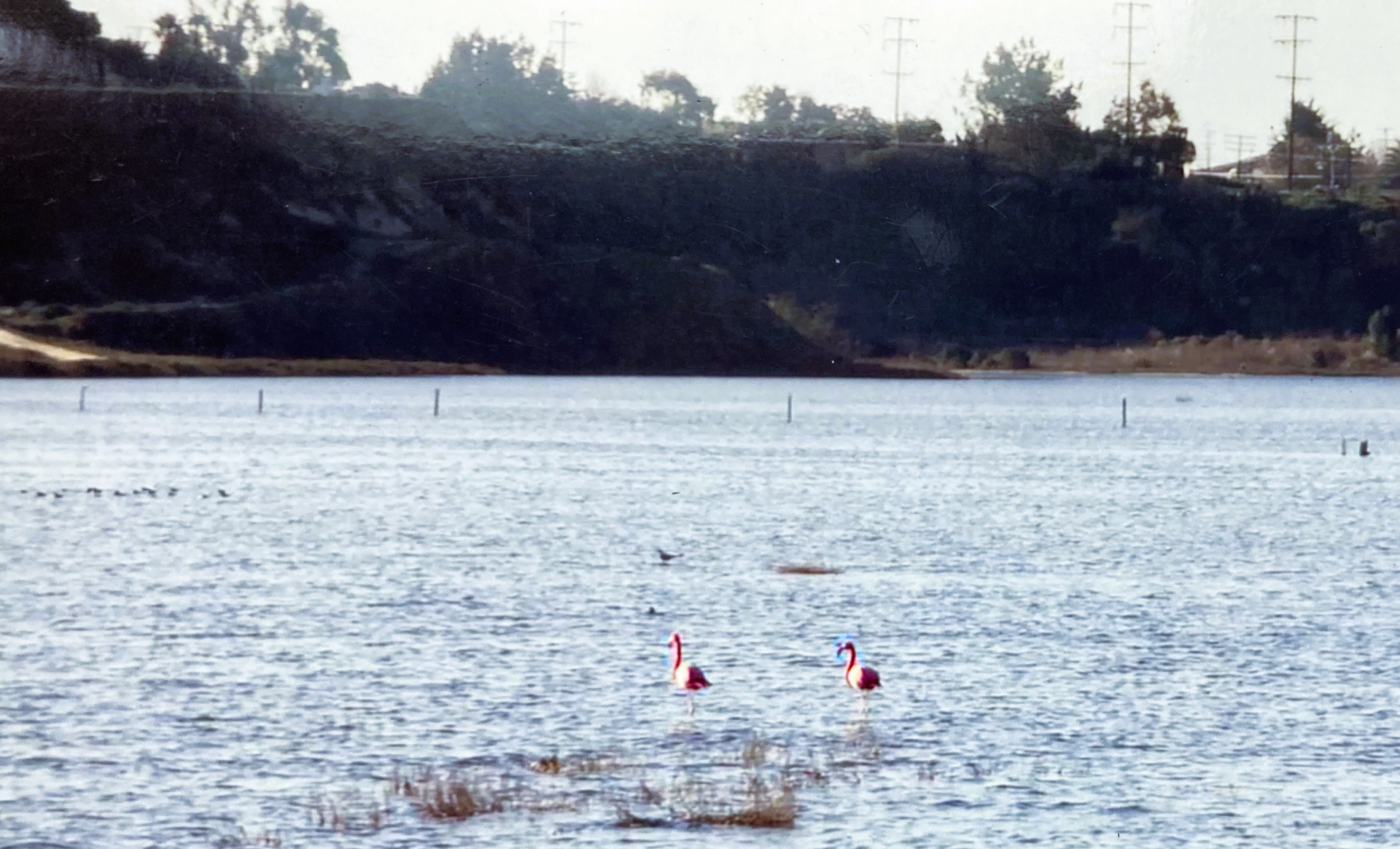 Flamingos standing in water at San Elijo Lagoon