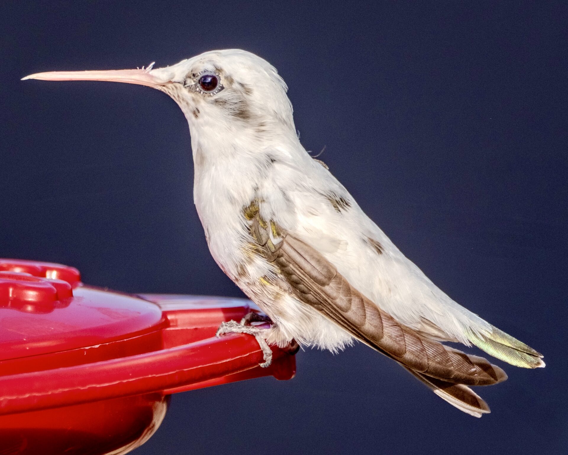 Mostly white and black hummingbird
