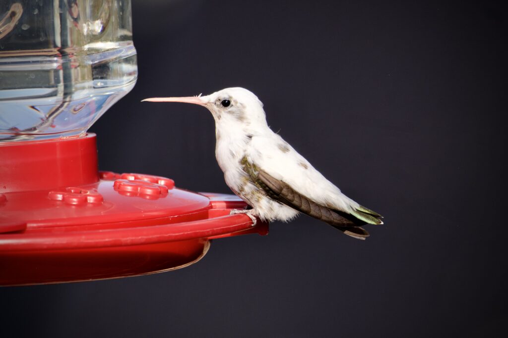 White and black hummingbird at a red feeder