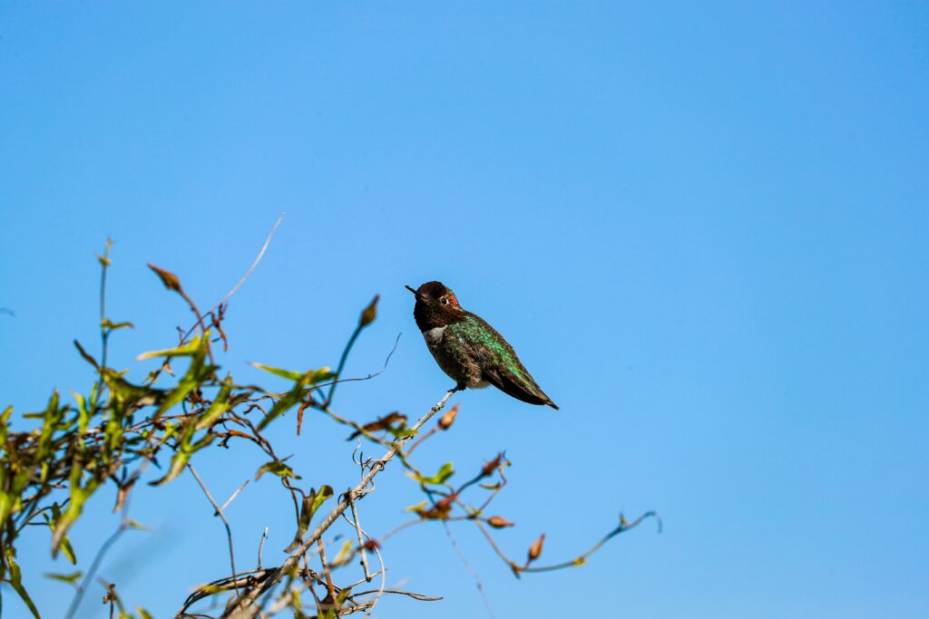 small bird with red head and green back feathers