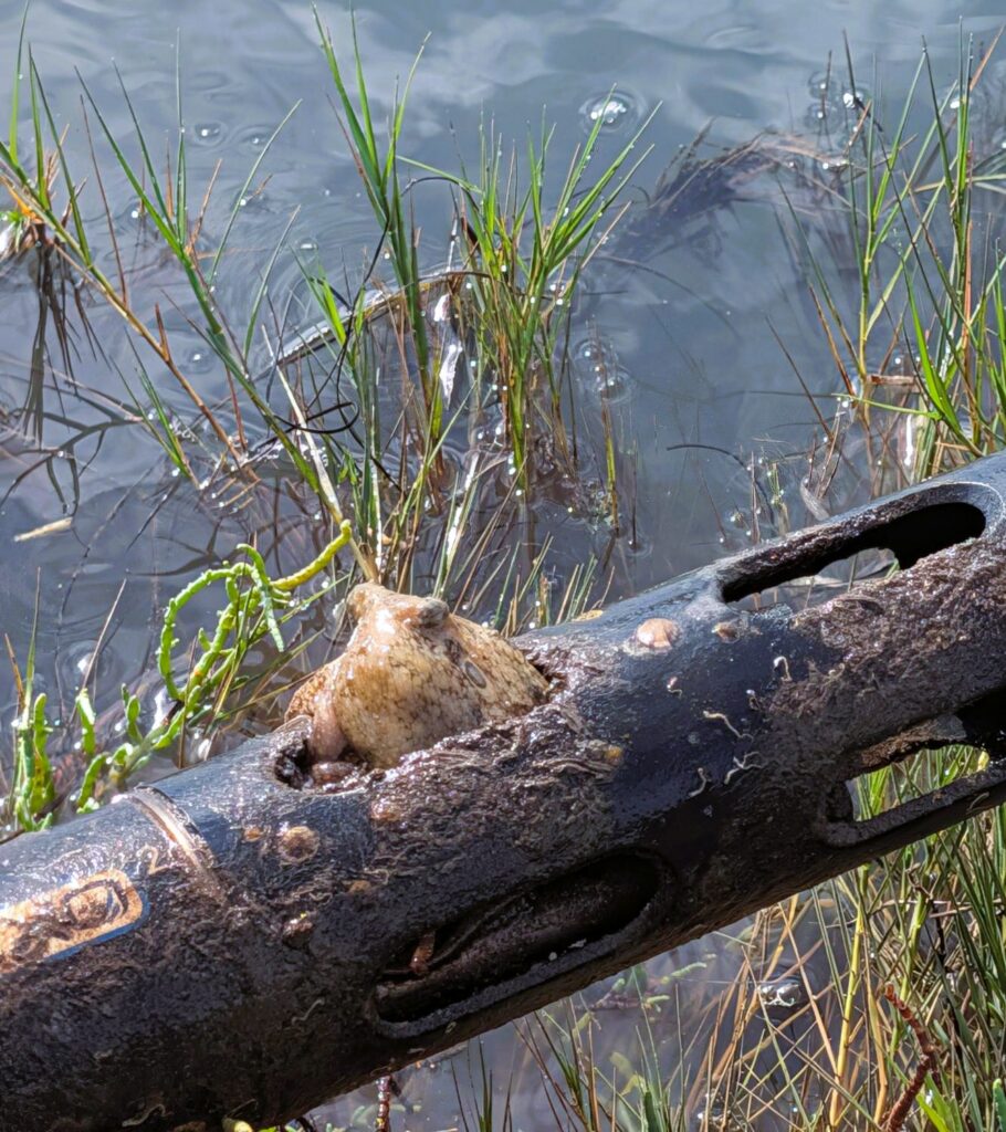 small octopus in Sondes data monitoring equipment